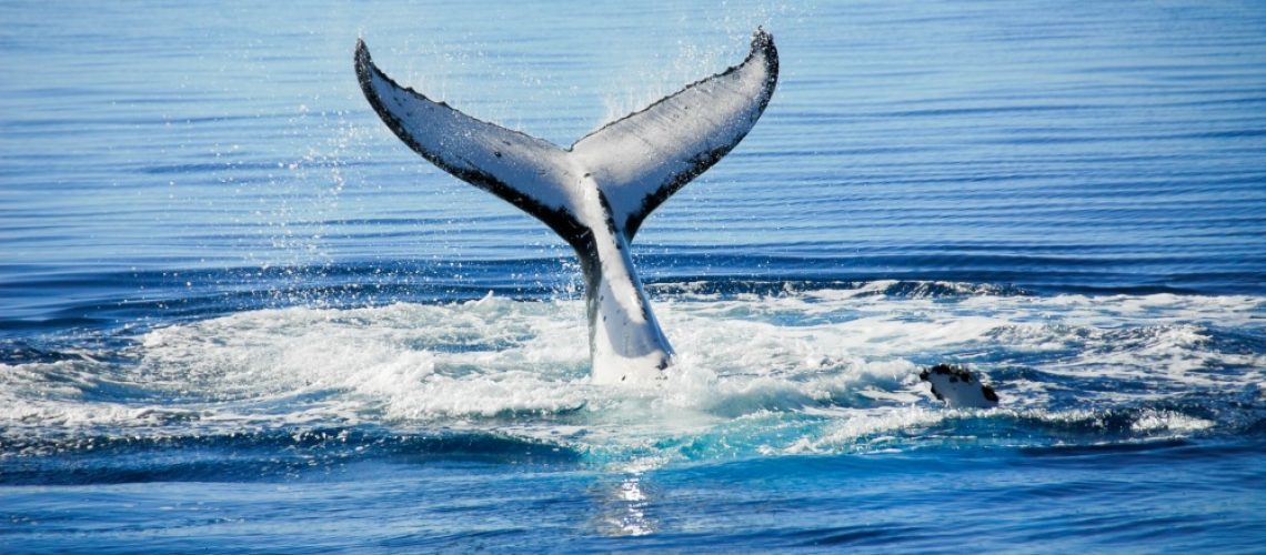 whale-hervey-bay